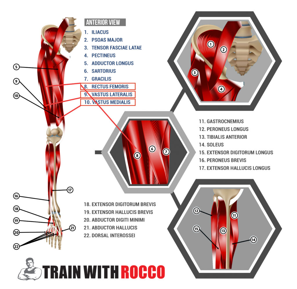 quadriceps leg muscle anatomy