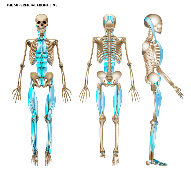 What is Fascia?