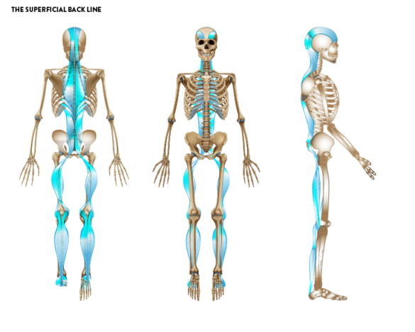 What is Fascia? Discovering its Impact on Body Mechanics