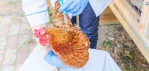 H5N1 avian flu