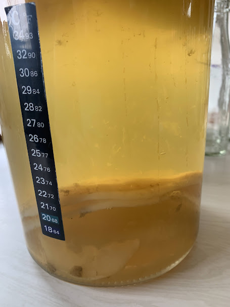 about kombucha